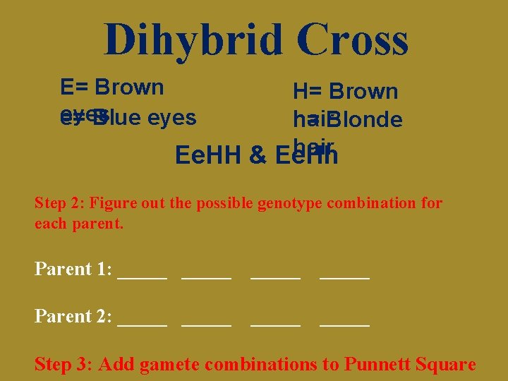 Dihybrid Cross E= Brown eyes e= Blue eyes H= Brown hair h= Blonde hair