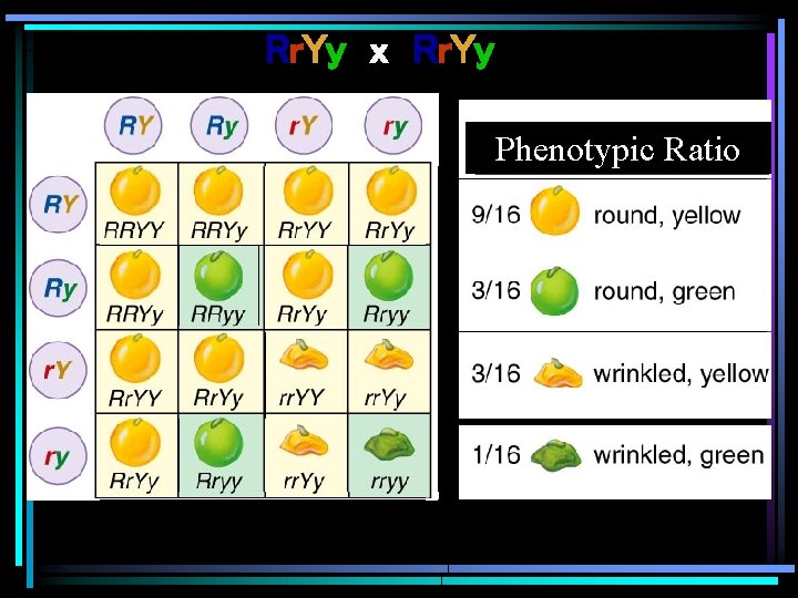 Rr. Yy x Rr. Yy Phenotypic Ratio 
