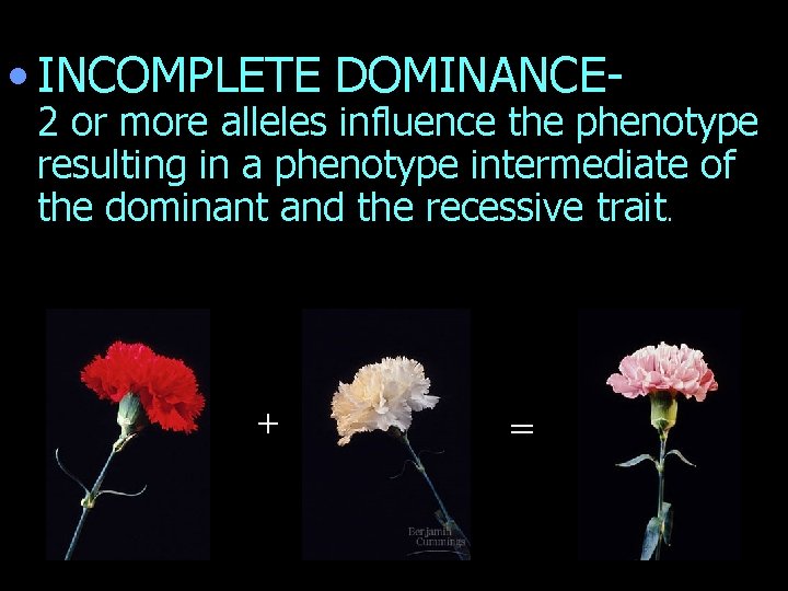  • INCOMPLETE DOMINANCE- 2 or more alleles influence the phenotype resulting in a