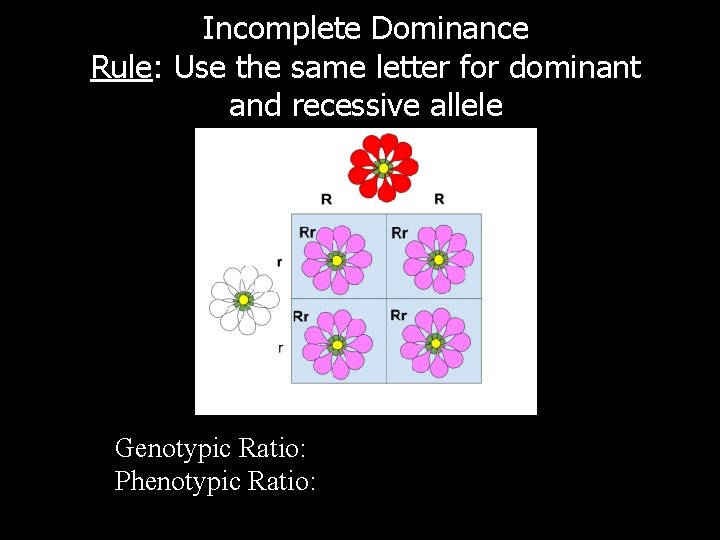 Incomplete Dominance Rule: Use the same letter for dominant and recessive allele Genotypic Ratio: