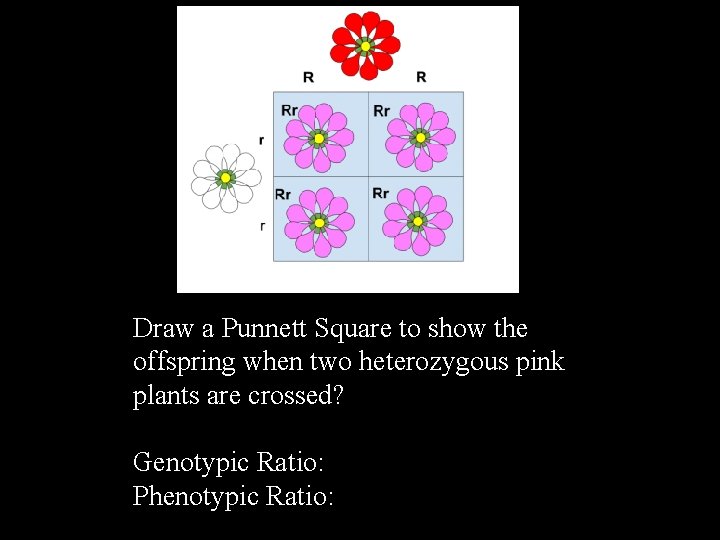 Draw a Punnett Square to show the offspring when two heterozygous pink plants are