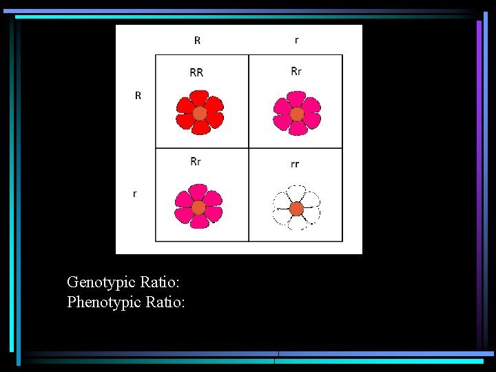 Genotypic Ratio: Phenotypic Ratio: 