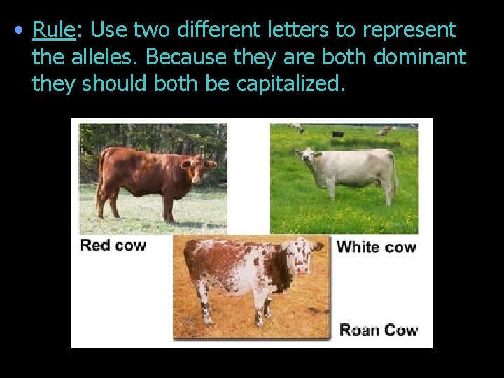  • Rule: Use two different letters to represent the alleles. Because they are