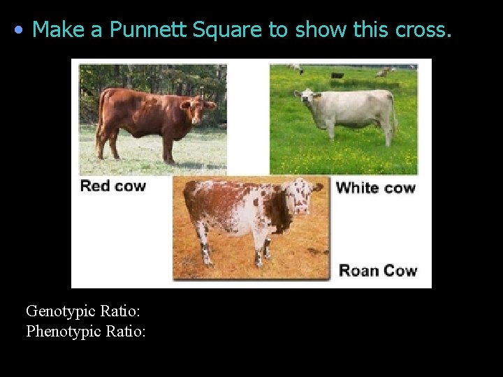  • Make a Punnett Square to show this cross. Genotypic Ratio: Phenotypic Ratio: