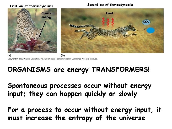 First law of thermodynamics Chemical energy Second law of thermodynamics Heat CO 2 H
