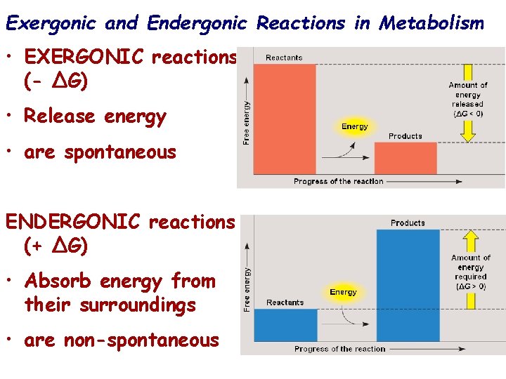 Exergonic and Endergonic Reactions in Metabolism • EXERGONIC reactions (- ∆G) • Release energy