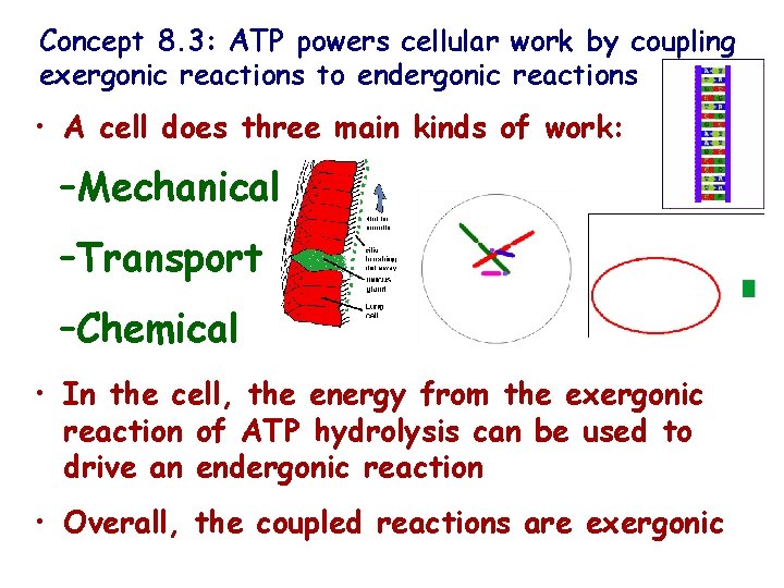 Concept 8. 3: ATP powers cellular work by coupling exergonic reactions to endergonic reactions