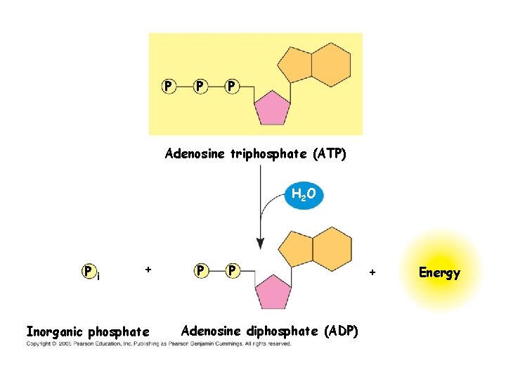 P P P Adenosine triphosphate (ATP) H 2 O Pi + Inorganic phosphate P