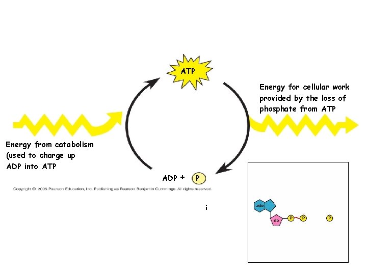 ATP Energy for cellular work provided by the loss of phosphate from ATP Energy