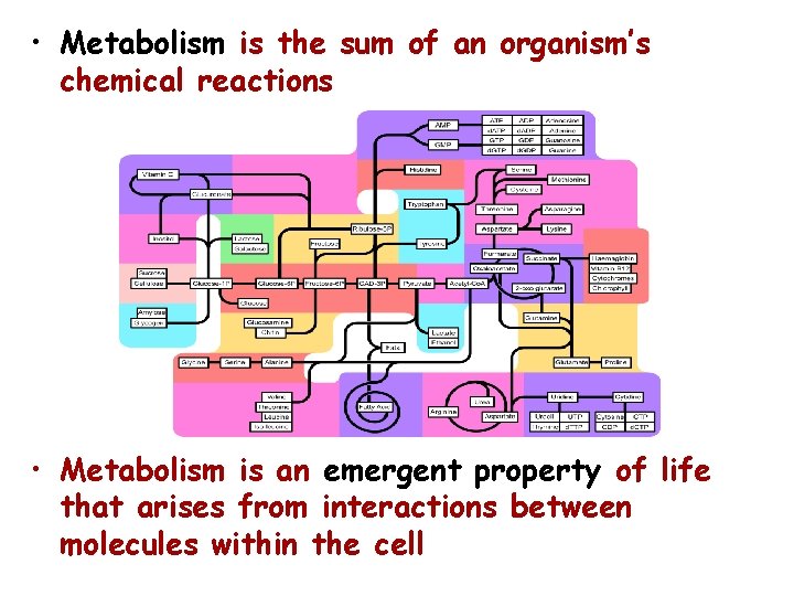  • Metabolism is the sum of an organism’s chemical reactions • Metabolism is