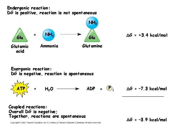 Endergonic reaction: DG is positive, reaction is not spontaneous NH 2 Glu + NH