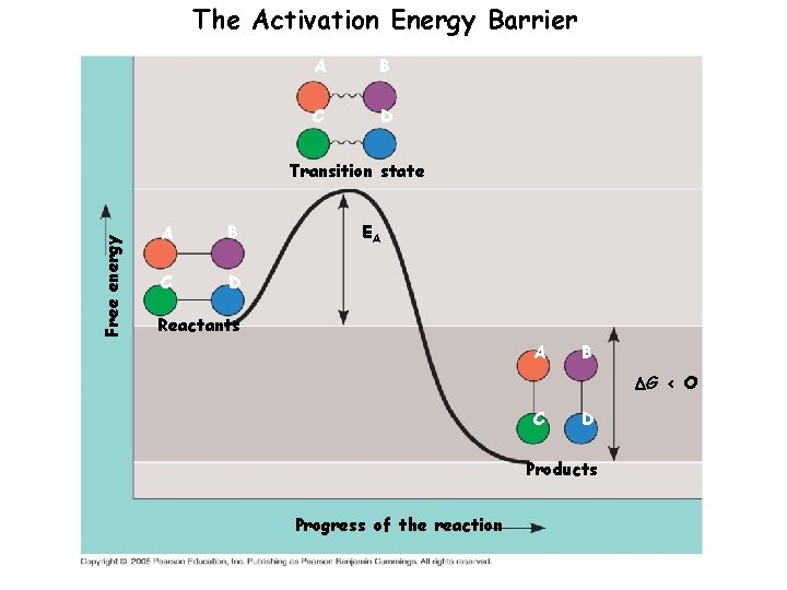The Activation Energy Barrier A B C D Free energy Transition state A B