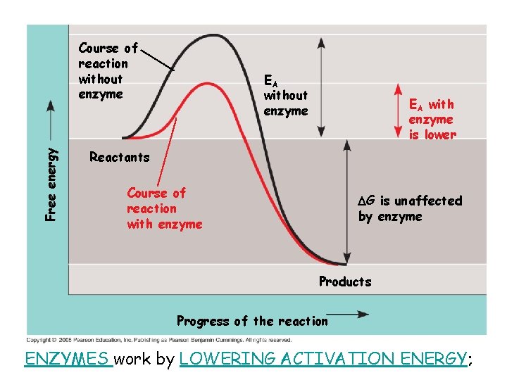 Free energy Course of reaction without enzyme EA with enzyme is lower Reactants Course