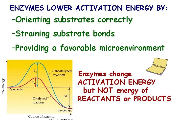 ENZYMES LOWER ACTIVATION ENERGY BY: –Orienting substrates correctly –Straining substrate bonds –Providing a favorable
