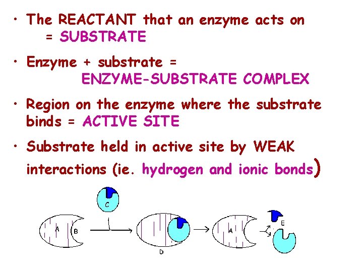  • The REACTANT that an enzyme acts on = SUBSTRATE • Enzyme +
