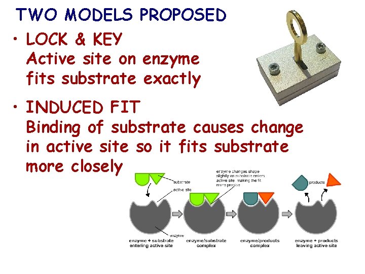 TWO MODELS PROPOSED • LOCK & KEY Active site on enzyme fits substrate exactly