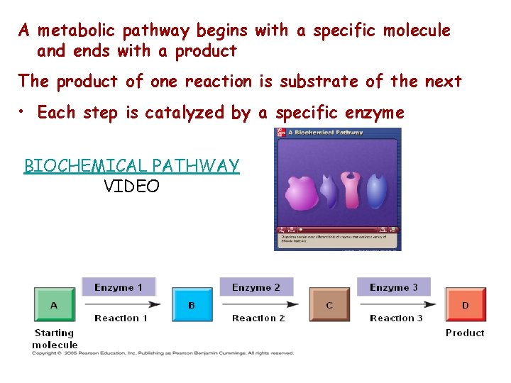 A metabolic pathway begins with a specific molecule and ends with a product The