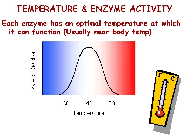 TEMPERATURE & ENZYME ACTIVITY Each enzyme has an optimal temperature at which it can