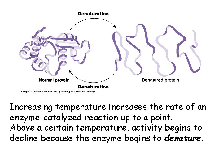 Increasing temperature increases the rate of an enzyme-catalyzed reaction up to a point. Above