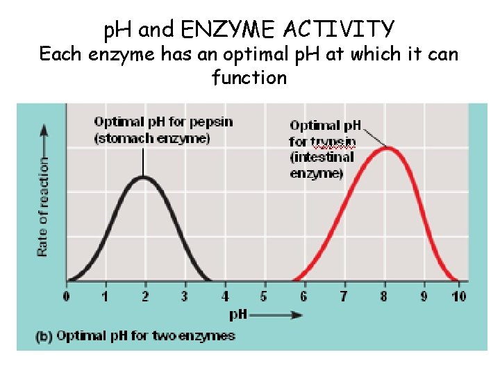 p. H and ENZYME ACTIVITY Each enzyme has an optimal p. H at which