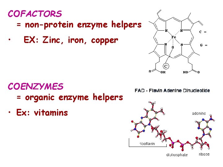 COFACTORS = non-protein enzyme helpers • EX: Zinc, iron, copper COENZYMES = organic enzyme