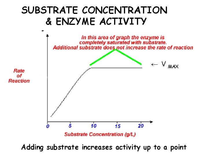 SUBSTRATE CONCENTRATION & ENZYME ACTIVITY ← V MAX Adding substrate increases activity up to