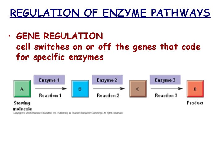 REGULATION OF ENZYME PATHWAYS • GENE REGULATION cell switches on or off the genes