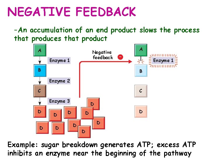 NEGATIVE FEEDBACK – An accumulation of an end product slows the process that produces