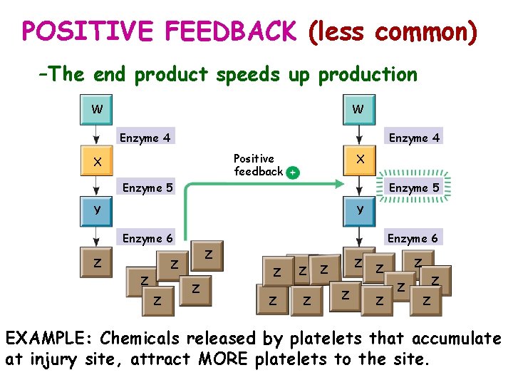 POSITIVE FEEDBACK (less common) –The end product speeds up production W W Enzyme 4