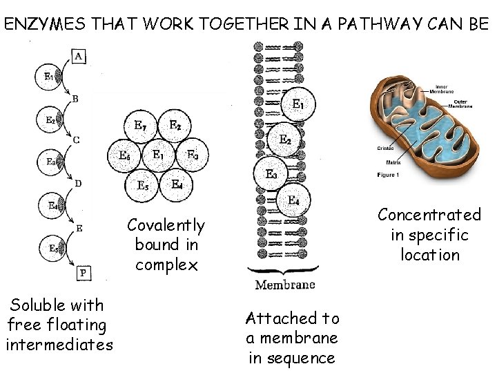 ENZYMES THAT WORK TOGETHER IN A PATHWAY CAN BE Concentrated in specific location Covalently