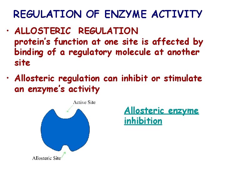 REGULATION OF ENZYME ACTIVITY • ALLOSTERIC REGULATION protein’s function at one site is affected