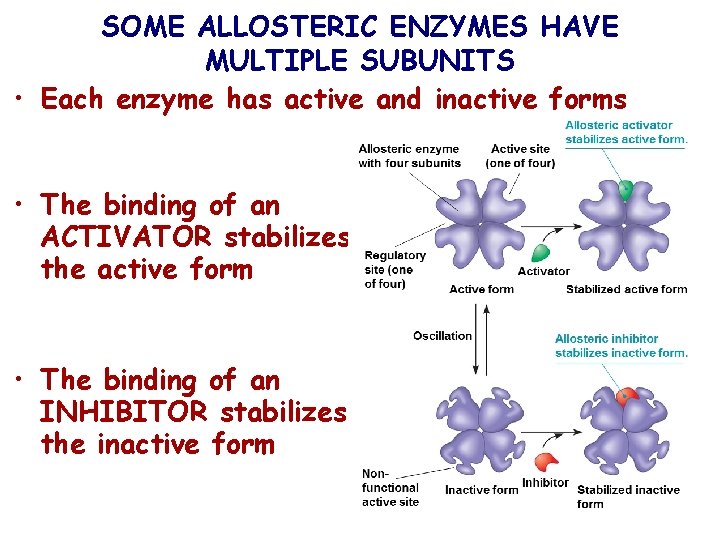 SOME ALLOSTERIC ENZYMES HAVE MULTIPLE SUBUNITS • Each enzyme has active and inactive forms