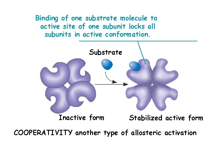 Binding of one substrate molecule to active site of one subunit locks all subunits