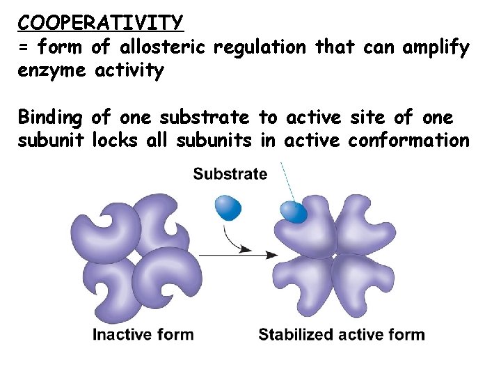 COOPERATIVITY = form of allosteric regulation that can amplify enzyme activity Binding of one