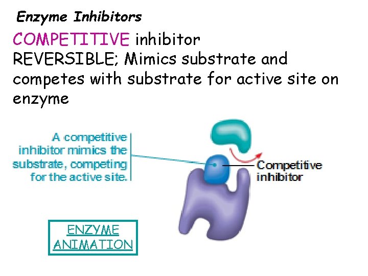 Enzyme Inhibitors COMPETITIVE inhibitor REVERSIBLE; Mimics substrate and competes with substrate for active site