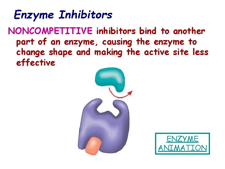 Enzyme Inhibitors NONCOMPETITIVE inhibitors bind to another part of an enzyme, causing the enzyme