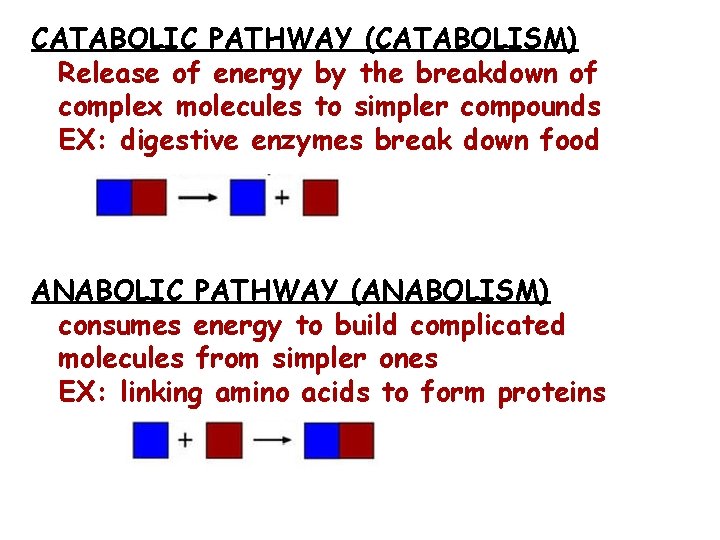 CATABOLIC PATHWAY (CATABOLISM) Release of energy by the breakdown of complex molecules to simpler