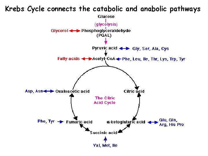 Krebs Cycle connects the catabolic and anabolic pathways 