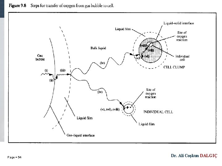 Page 54 Dr. Ali Coşkun DALGIÇ 