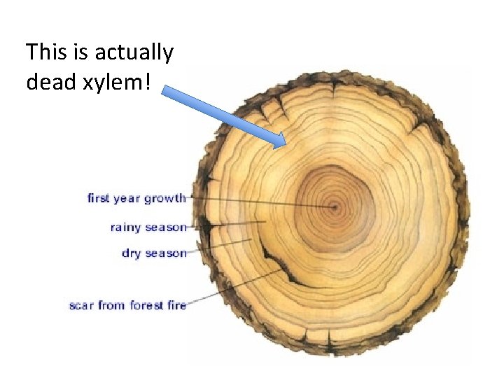 Friday February 24 th PLANTS Classification All plants