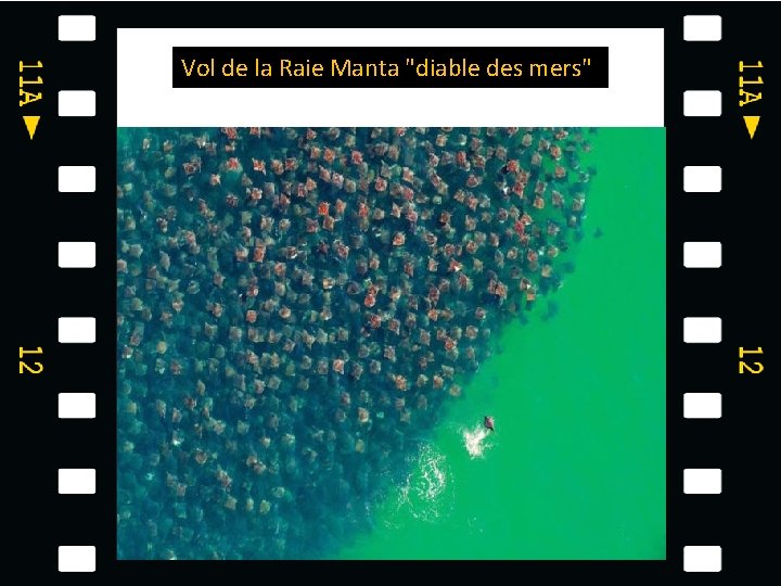 Vol de la Raie Manta "diable des mers" 