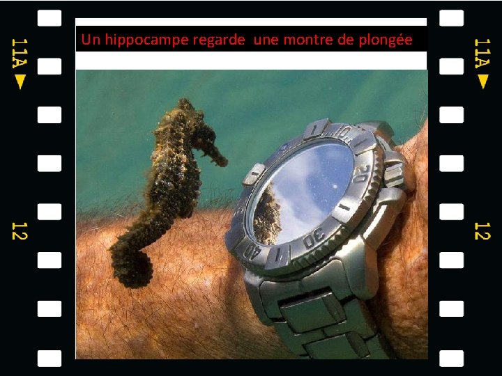 Un hippocampe regarde une montre de plongée 