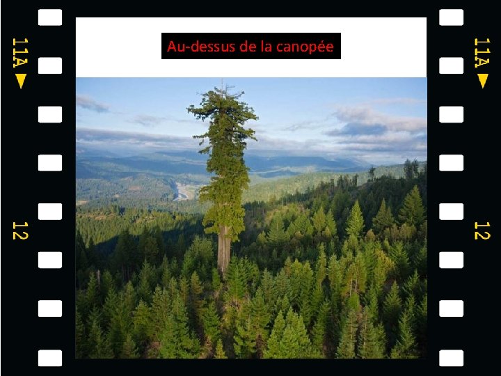 Au-dessus de la canopée 