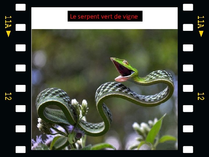 Le serpent vert de vigne 