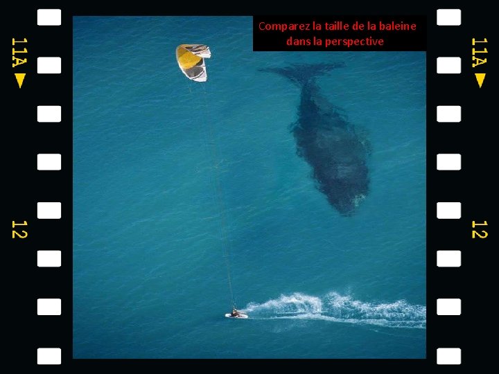 Comparez la taille de la baleine dans la perspective 