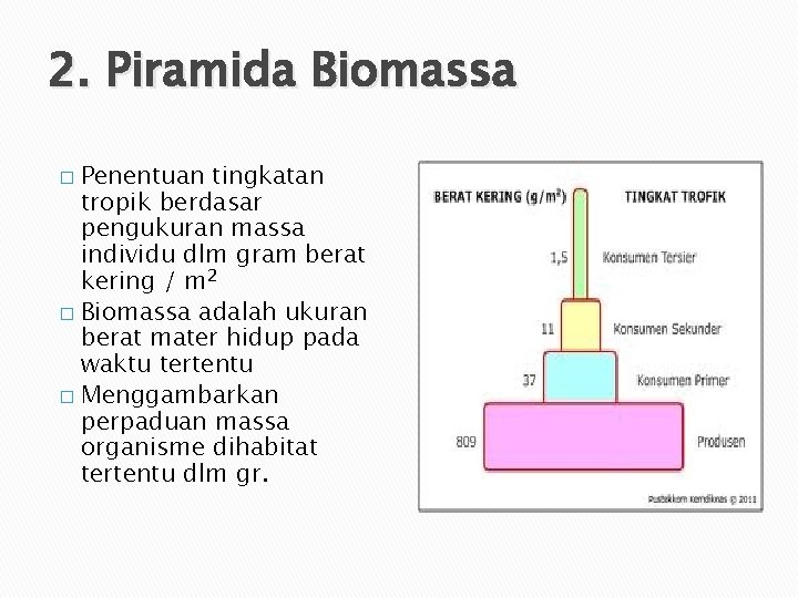 2. Piramida Biomassa Penentuan tingkatan tropik berdasar pengukuran massa individu dlm gram berat kering