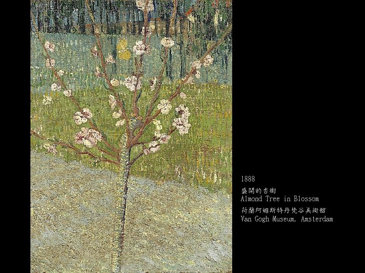 1888 盛開的杏樹 Almond Tree in Blossom 荷蘭阿姆斯特丹梵谷美術館 Van Gogh Museum, Amsterdam 