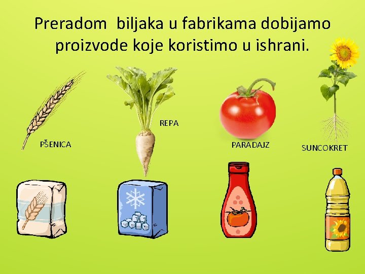Preradom biljaka u fabrikama dobijamo proizvode koje koristimo u ishrani. REPA PŠENICA PARADAJZ SUNCOKRET