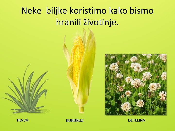 Neke biljke koristimo kako bismo hranili životinje. TRAVA KUKURUZ DETELINA 