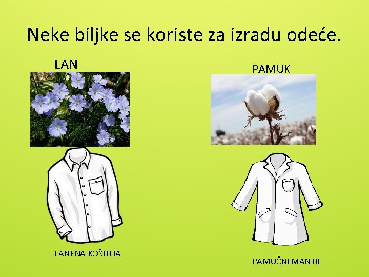 Neke biljke se koriste za izradu odeće. LANENA KOŠULJA PAMUK PAMUČNI MANTIL 